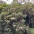 _Nasiona-Rozanecznika-Olbrzymiego-Rhododendron-Maximum (5).jpg