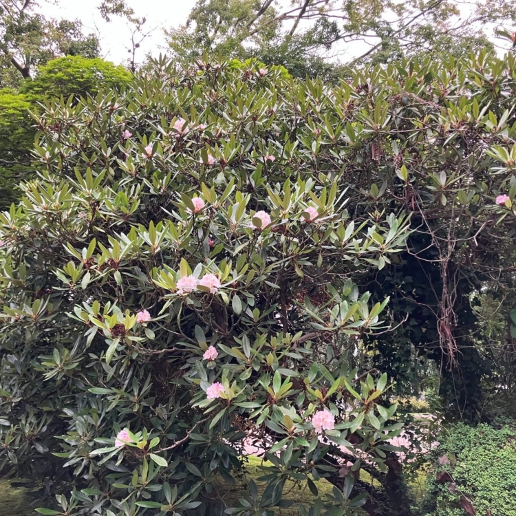 _Nasiona-Rozanecznika-Olbrzymiego-Rhododendron-Maximum (5).jpg