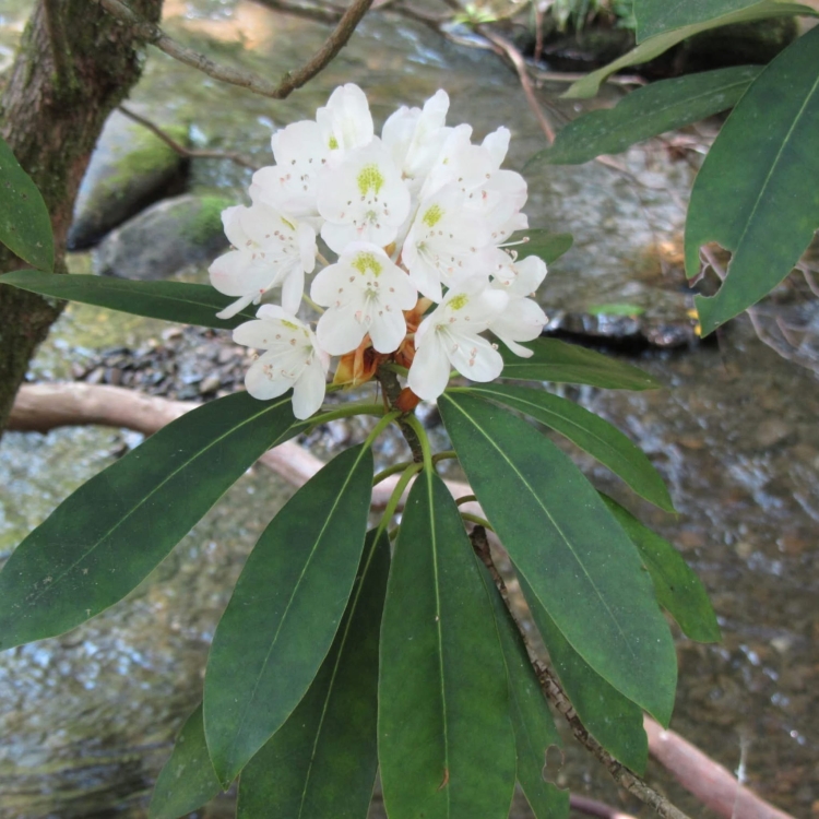 _Nasiona-Rozanecznika-Olbrzymiego-Rhododendron-Maximum (4).jpg