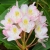 _Nasiona-Rozanecznika-Olbrzymiego-Rhododendron-Maximum (3).jpg