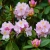 _Nasiona-Rozanecznika-Olbrzymiego-Rhododendron-Maximum (2).jpg