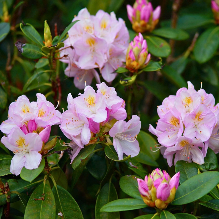 _Nasiona-Rozanecznika-Olbrzymiego-Rhododendron-Maximum (2).jpg