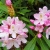 _Nasiona-Rozanecznika-Olbrzymiego-Rhododendron-Maximum (1).jpg