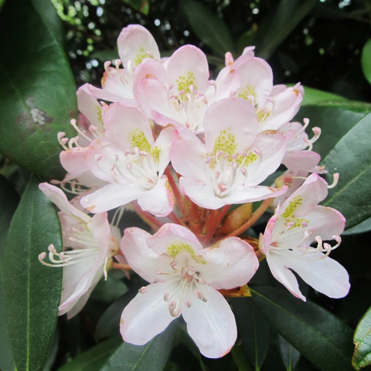 _Nasiona-Rozanecznika-Olbrzymiego-Rhododendron-Maximum.jpg
