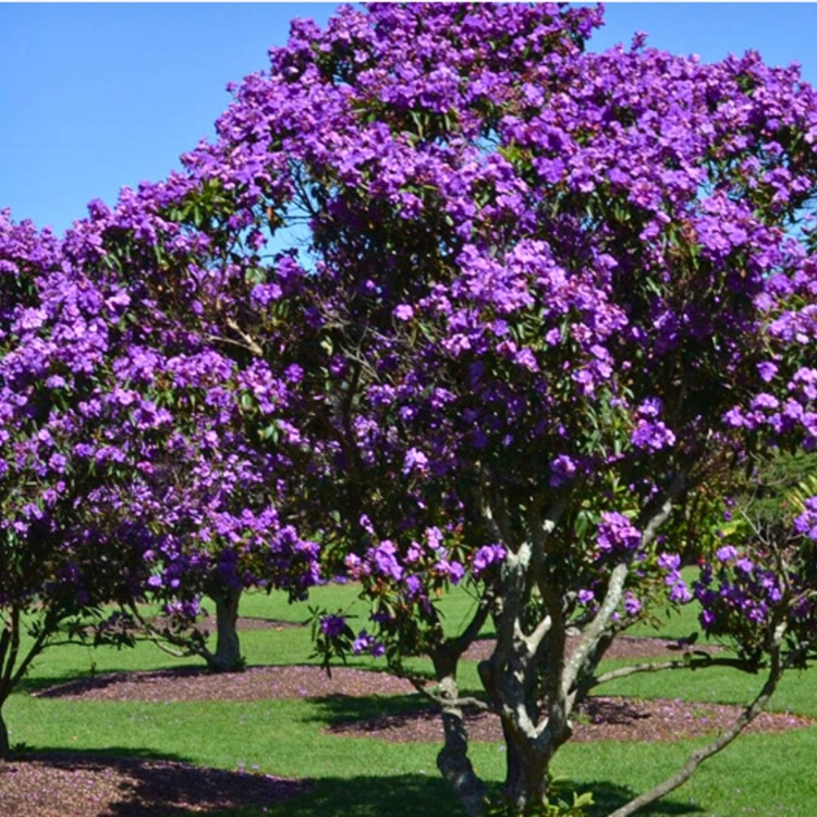 Nasiona-Kwiatu-Ksiezniczki-Andow-Tibouchina-Lepidota (4).jpg