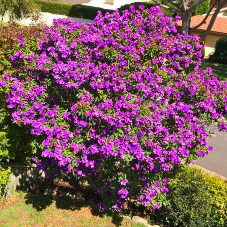 Nasiona-Kwiatu-Ksiezniczki-Andow-Tibouchina-Lepidota (3).jpg