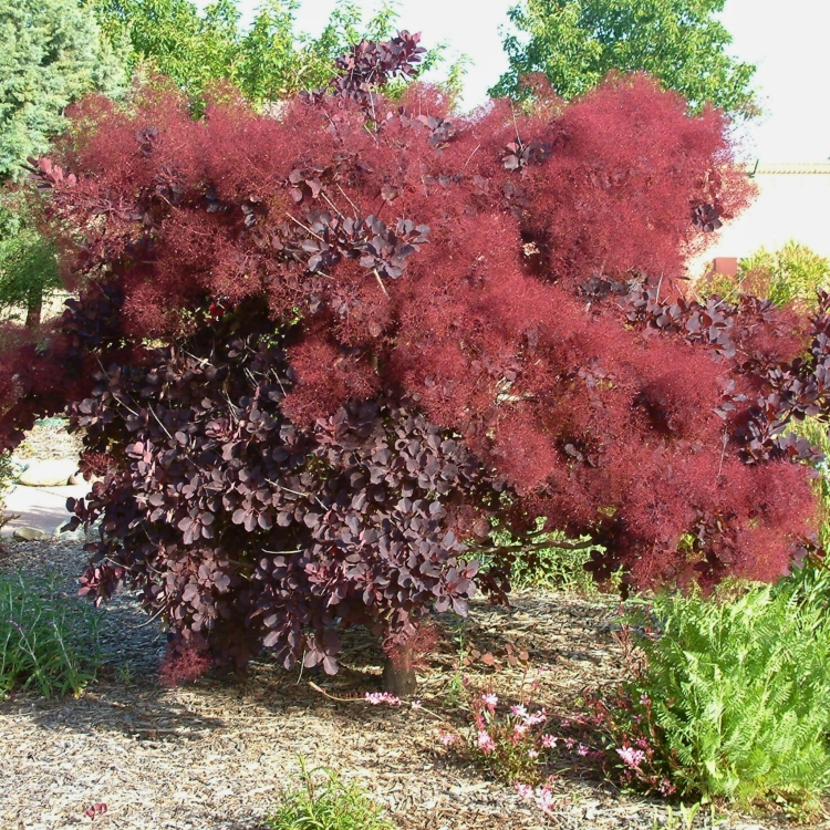 Nasiona-Perukowca-Podolskiego-Cotinus-Coggygria-'Purpureus' (5).jpg