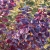 Nasiona-Perukowca-Podolskiego-Cotinus-Coggygria-'Purpureus' (4).jpg
