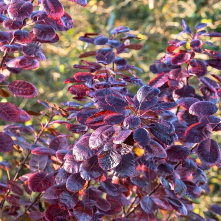 Nasiona-Perukowca-Podolskiego-Cotinus-Coggygria-'Purpureus' (4).jpg