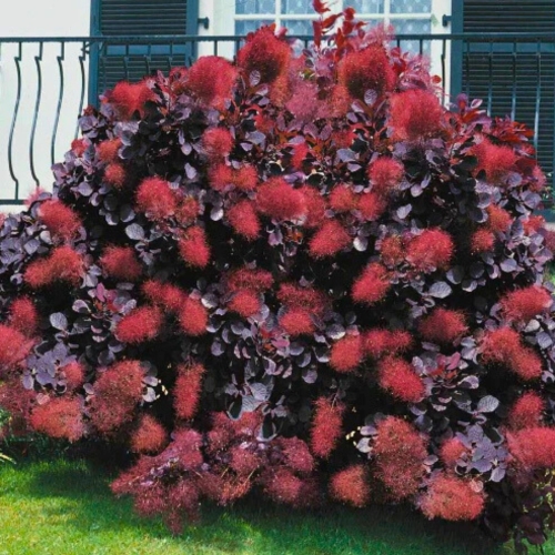 Nasiona-Perukowca-Podolskiego-Cotinus-Coggygria-'Purpureus' (3).jpg
