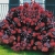 Nasiona-Perukowca-Podolskiego-Cotinus-Coggygria-'Purpureus' (3).jpg