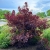 Nasiona-Perukowca-Podolskiego-Cotinus-Coggygria-'Purpureus' (2).jpg