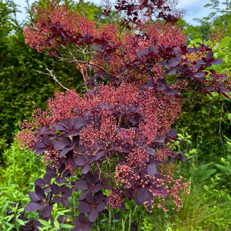 Nasiona-Perukowca-Podolskiego-Cotinus-Coggygria-'Purpureus' (1).jpg