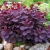 Nasiona-Perukowca-Podolskiego-Cotinus-Coggygria-'Purpureus'.jpg