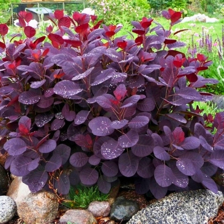 Nasiona-Perukowca-Podolskiego-Cotinus-Coggygria-'Purpureus'.jpg
