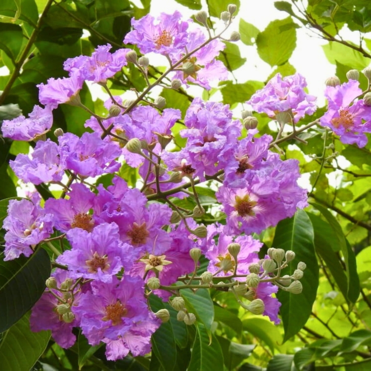Nasiona-Lagerstremii-Wspanialej-Lagerstroemia-Speciosa (3).jpg