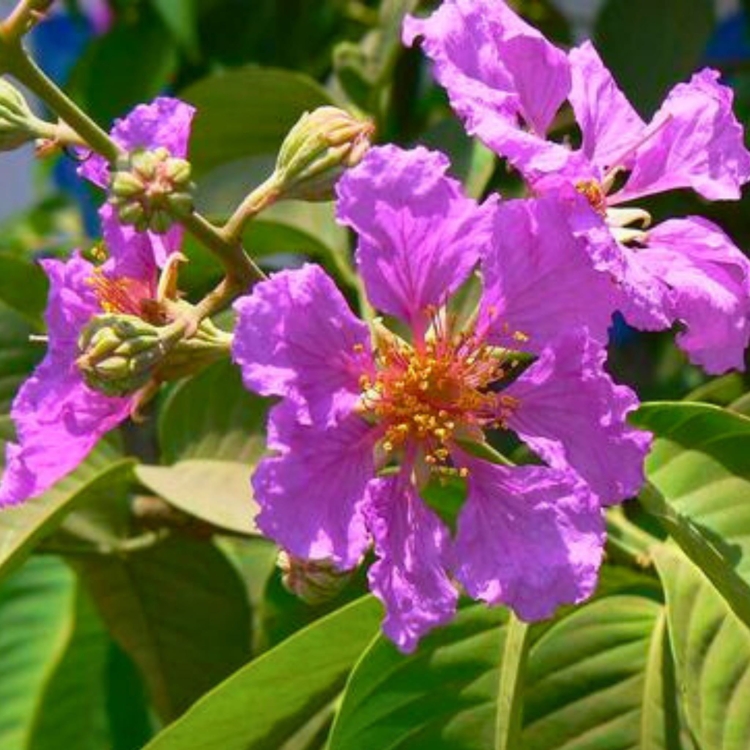 Nasiona-Lagerstremii-Wspanialej-Lagerstroemia-Speciosa (2).jpg