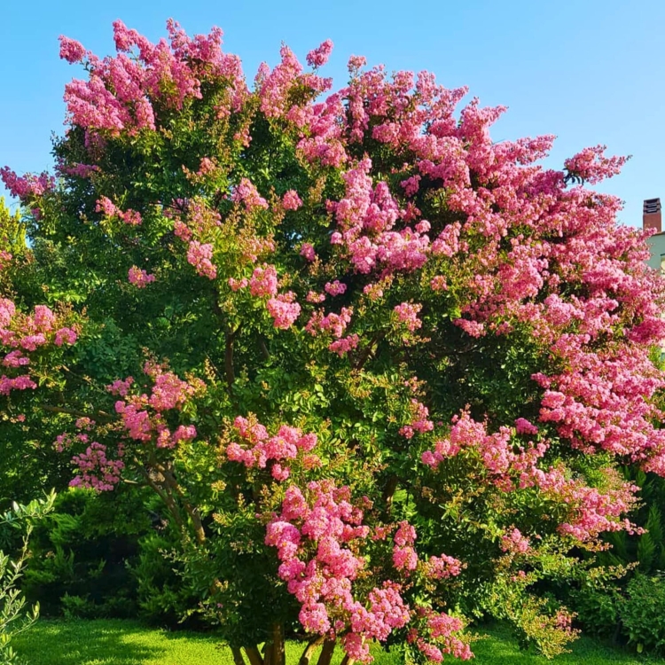 Nasiona-Lagerstremii-Wspanialej-Lagerstroemia-Speciosa (1).jpg