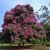 Nasiona-Lagerstremii-Wspanialej-Lagerstroemia-Speciosa.jpg