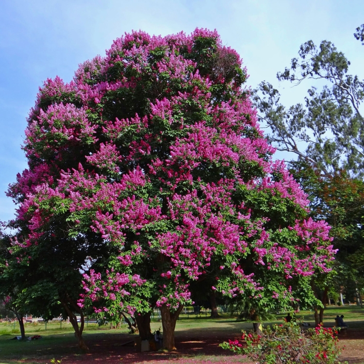 Nasiona-Lagerstremii-Wspanialej-Lagerstroemia-Speciosa.jpg