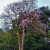 Nasiona-Lagerstremii-Tajskiej-Lagerstroemia-Loudonii (5).jpg