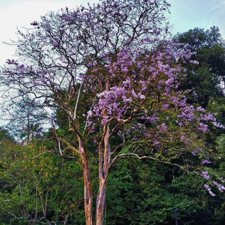 Nasiona-Lagerstremii-Tajskiej-Lagerstroemia-Loudonii (5).jpg