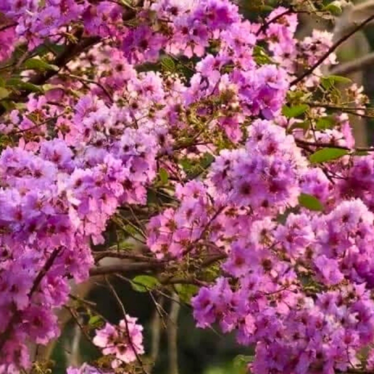 Nasiona-Lagerstremii-Tajskiej-Lagerstroemia-Loudonii (4).jpg