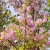 Nasiona-Lagerstremii-Tajskiej-Lagerstroemia-Loudonii (3).jpg