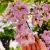Nasiona-Lagerstremii-Tajskiej-Lagerstroemia-Loudonii (2).jpg