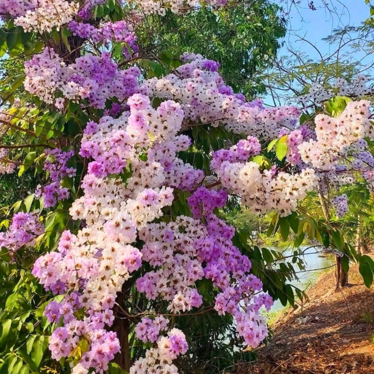 Nasiona-Lagerstremii-Tajskiej-Lagerstroemia-Loudonii (1).jpg