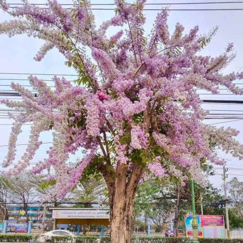Nasiona-Lagerstremii-Tajskiej-Lagerstroemia-Loudonii.jpg