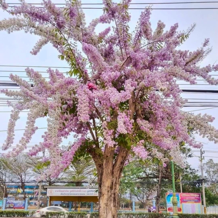 Nasiona-Lagerstremii-Tajskiej-Lagerstroemia-Loudonii.jpg