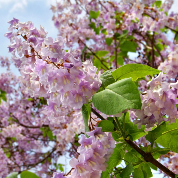 Nasiona-Paulownii-Wielkolistnej-Paulownia-Elongata (4).jpg
