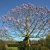 Nasiona-Paulownii-Wielkolistnej-Paulownia-Elongata (3).jpg