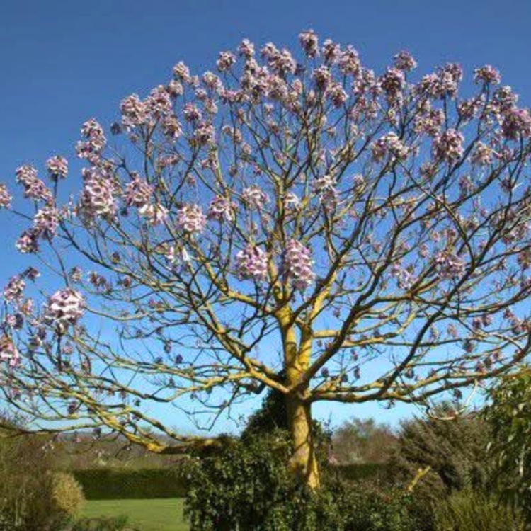 Nasiona-Paulownii-Wielkolistnej-Paulownia-Elongata (3).jpg