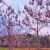 Nasiona-Paulownii-Wielkolistnej-Paulownia-Elongata (1).jpg