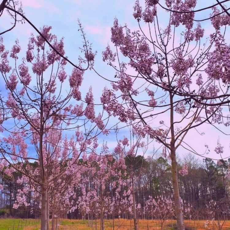 Nasiona-Paulownii-Wielkolistnej-Paulownia-Elongata (1).jpg
