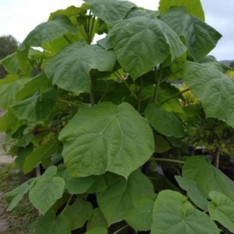 Nasiona-Paulownii-Wielkolistnej-Paulownia-Elongata.jpg