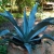 _Nasiona-Agawy-Protoamericana-Agave-Americana-subsp-Protoamericana (2).jpg