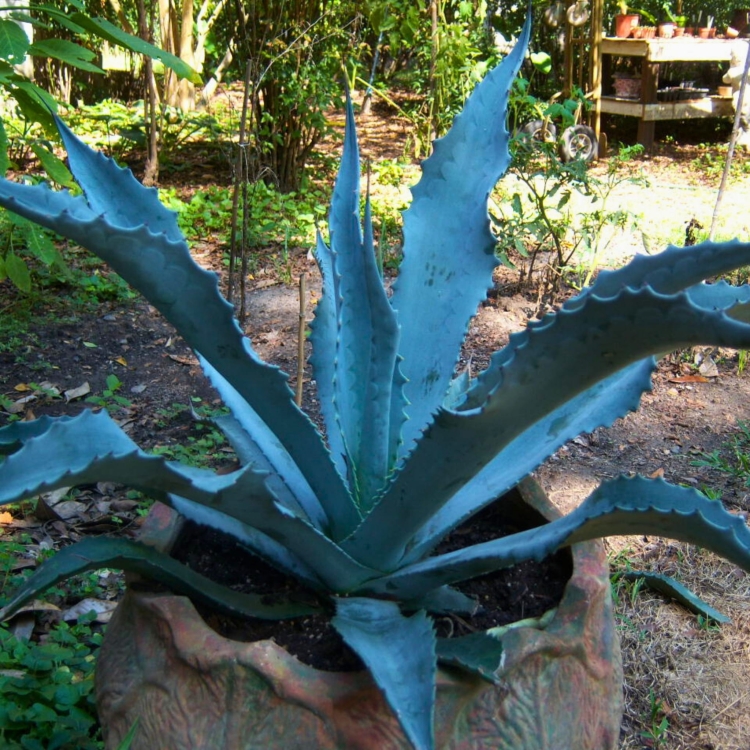 _Nasiona-Agawy-Protoamericana-Agave-Americana-subsp-Protoamericana (2).jpg