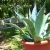 _Nasiona-Agawy-Protoamericana-Agave-Americana-subsp-Protoamericana (1).jpg