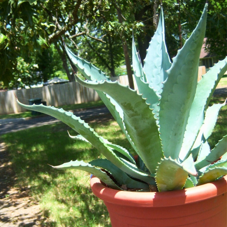 _Nasiona-Agawy-Protoamericana-Agave-Americana-subsp-Protoamericana (1).jpg