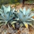_Nasiona-Agawy-Protoamericana-Agave-Americana-subsp-Protoamericana.jpg