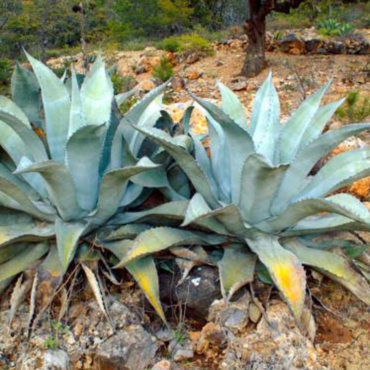 _Nasiona-Agawy-Protoamericana-Agave-Americana-subsp-Protoamericana.jpg