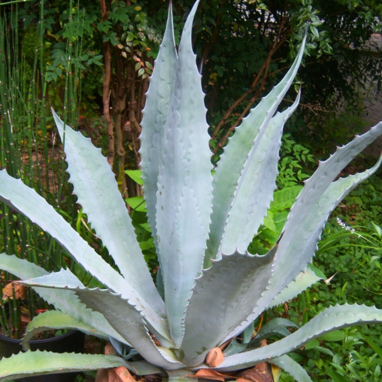 _Nasiona-Agawy-Protoamericana-Agave-Americana-subsp-Protoamericana (3).jpg