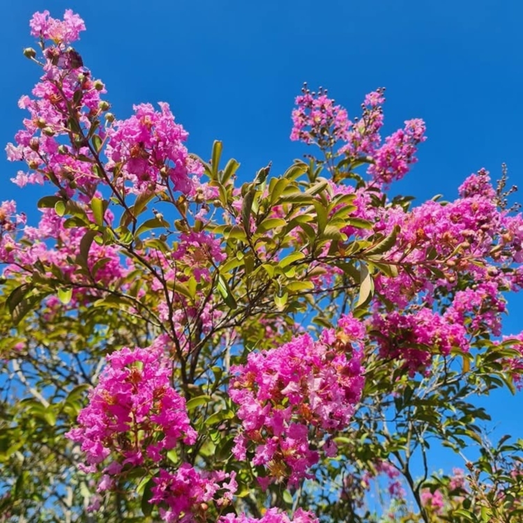 Nasiona-Lagerstremii-Indyjskiej-Lagerstroemia-Indica (5).jpg