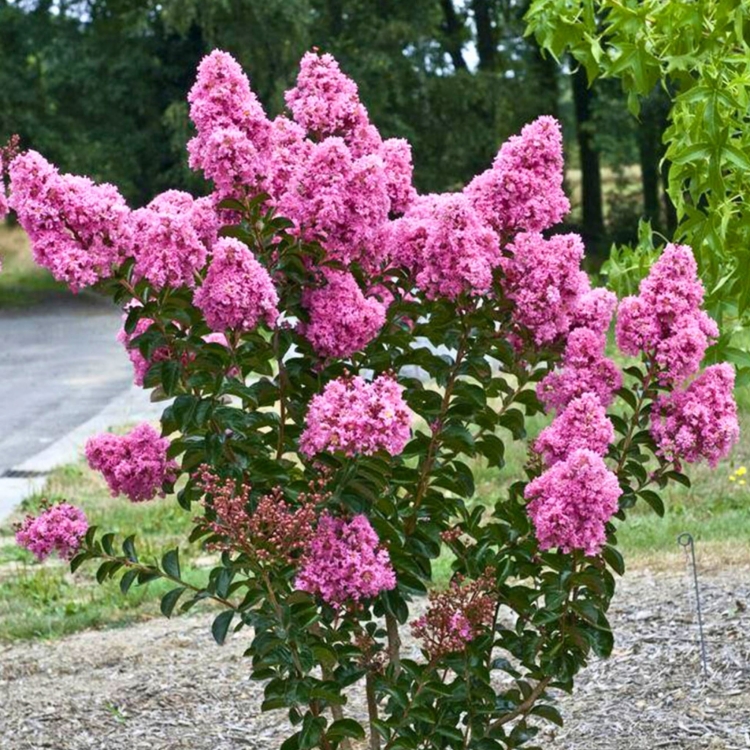Nasiona-Lagerstremii-Indyjskiej-Lagerstroemia-Indica (4).jpg