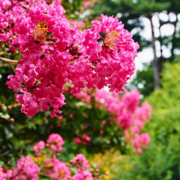 Nasiona-Lagerstremii-Indyjskiej-Lagerstroemia-Indica (3).jpg