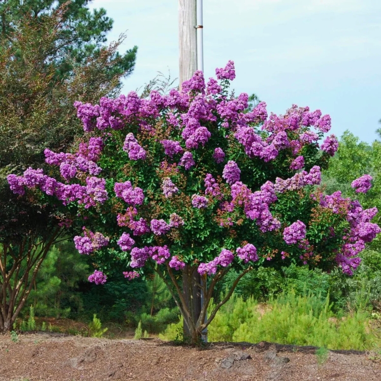 Nasiona-Lagerstremii-Indyjskiej-Lagerstroemia-Indica (1).jpg