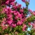 Nasiona-Lagerstremii-Indyjskiej-Lagerstroemia-Indica.jpg